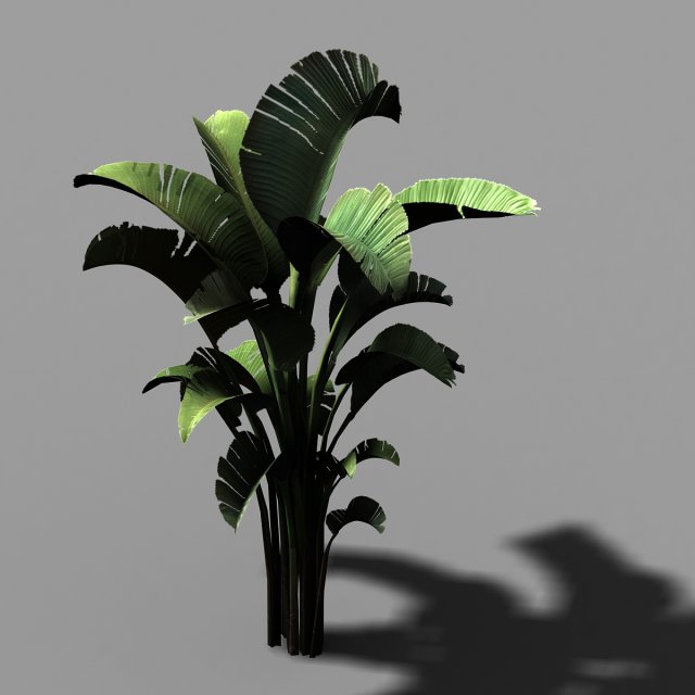 hundred forests-plants-banana tree 23 Modello 3D .c4d .max .obj .3ds .fbx .stl .blend 