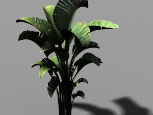 hundred forests-plants-banana tree 23 Model 3D