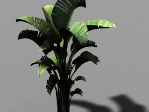 honderd bossen-planten-bananenboom 23 3D Model