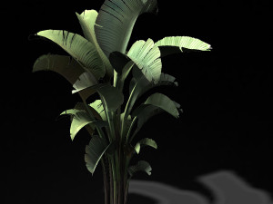 hundred forests-plants-banana tree 23 Modello 3D