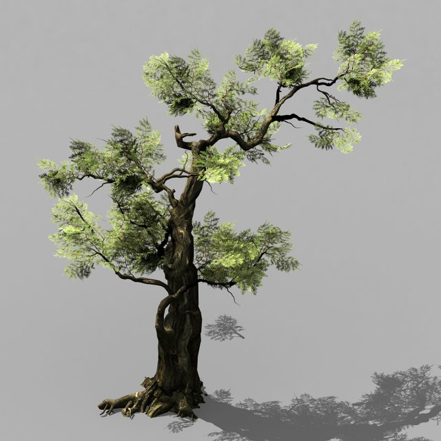 hundred forests-plants-cypress 235 3D Model .c4d .max .obj .3ds .fbx .stl .blend 