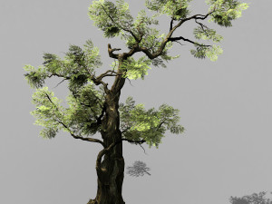 hundred forests-plants-cypress 235 3D Model
