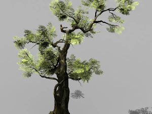 honderd bossen-planten-cipres 235 3D Model