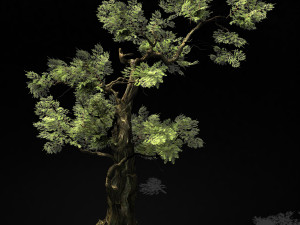 hundred forests-plants-cypress 235 3D Model