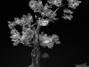 hundred forests-plants-cypress 235 3D Model