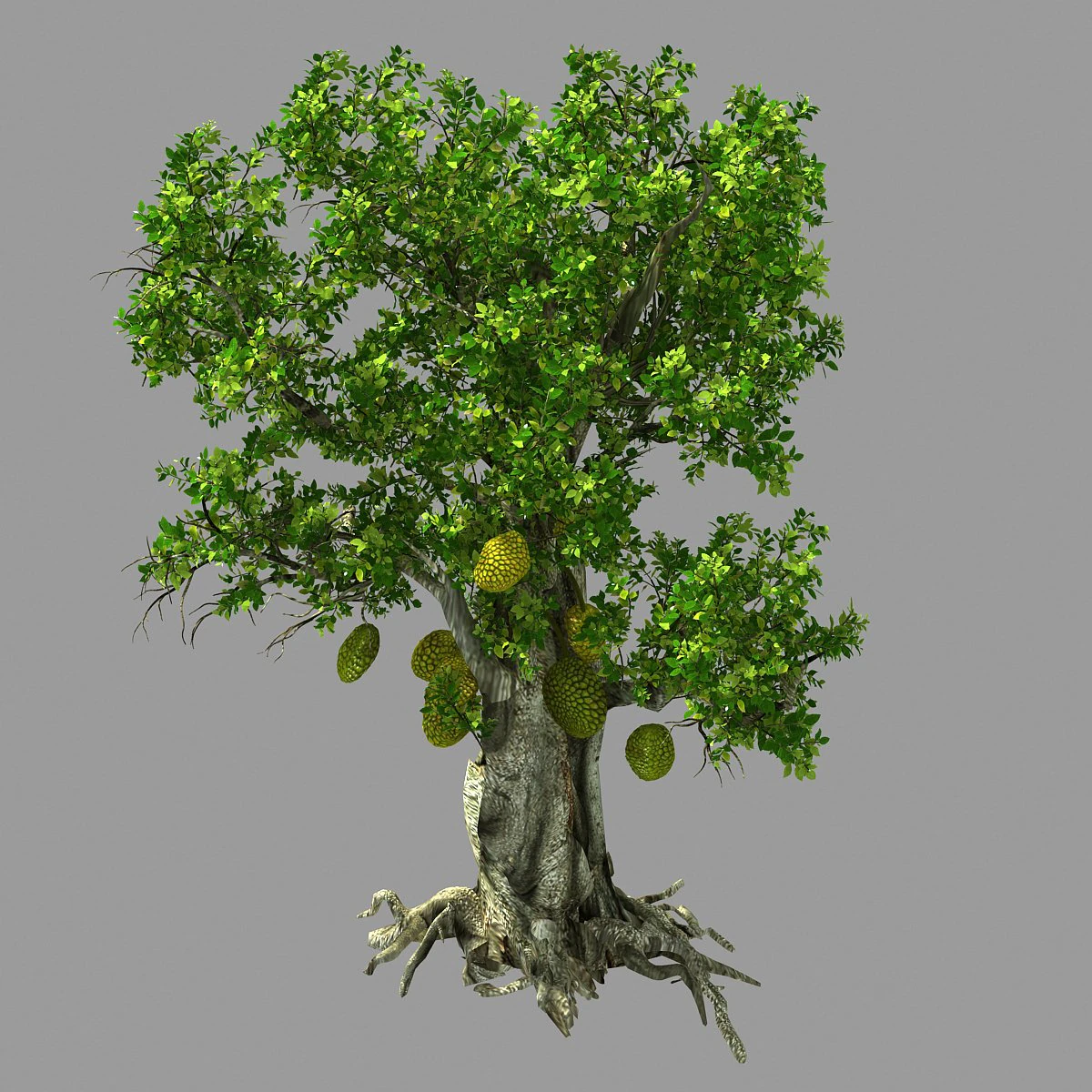 hundred forests-plants-jackfruit 21 3D Model .c4d .max .obj .3ds .fbx .stl .blend