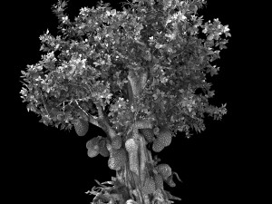 hundred forests-plants-jackfruit 23 3D Model