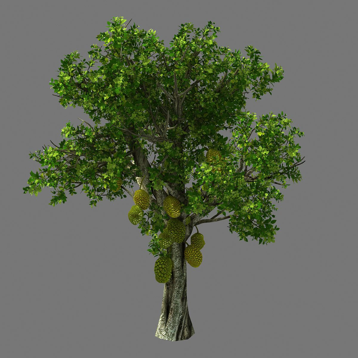 hundred forests-plants-jackfruit 25 3D Model .c4d .max .obj .3ds .fbx .stl .blend