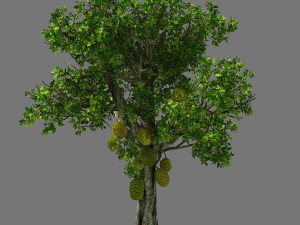hundred forests-plants-jackfruit 25 3D Model