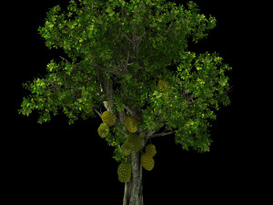 hundred forests-plants-jackfruit 25 3Dモデル