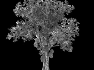 hundred forests-plants-jackfruit 25 3Dモデル