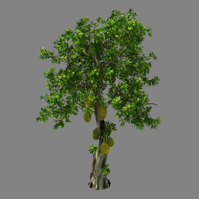 hundred forests-plants-jackfruit 27 3D Model .c4d .max .obj .3ds .fbx .stl .blend 