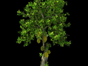 hundred forests-plants-jackfruit 27 3D Model