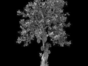 hundred forests-plants-jackfruit 27 3D Model