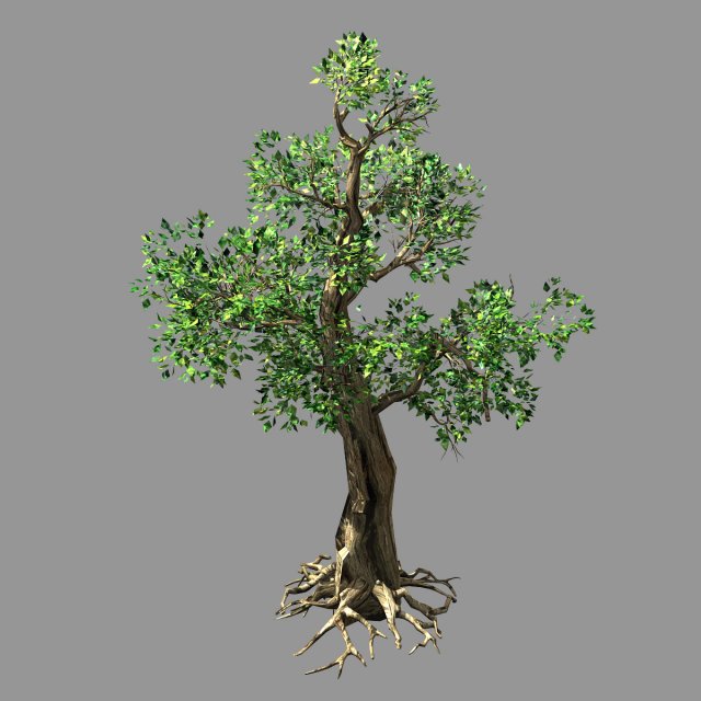 hundred forests-plants-acacia 01 3D Модель .c4d .max .obj .3ds .fbx .stl .blend 