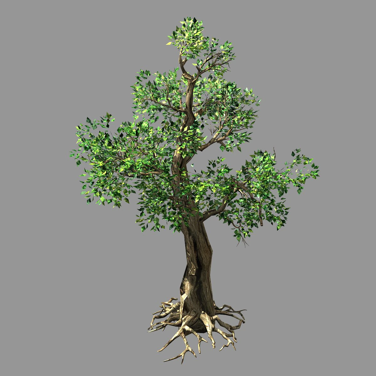 hundred forests-plants-acacia 01 3D Model .c4d .max .obj .3ds .fbx .stl .blend 