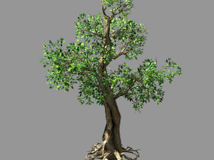 hundred forests-plants-acacia 01 3D Model