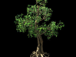 hundred forests-plants-acacia 01 3D Модель