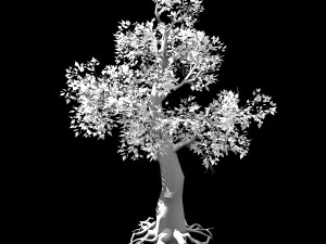 hundred forests-plants-acacia 01 3D Модель
