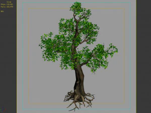 hundred forests-plants-acacia 01 3D Model