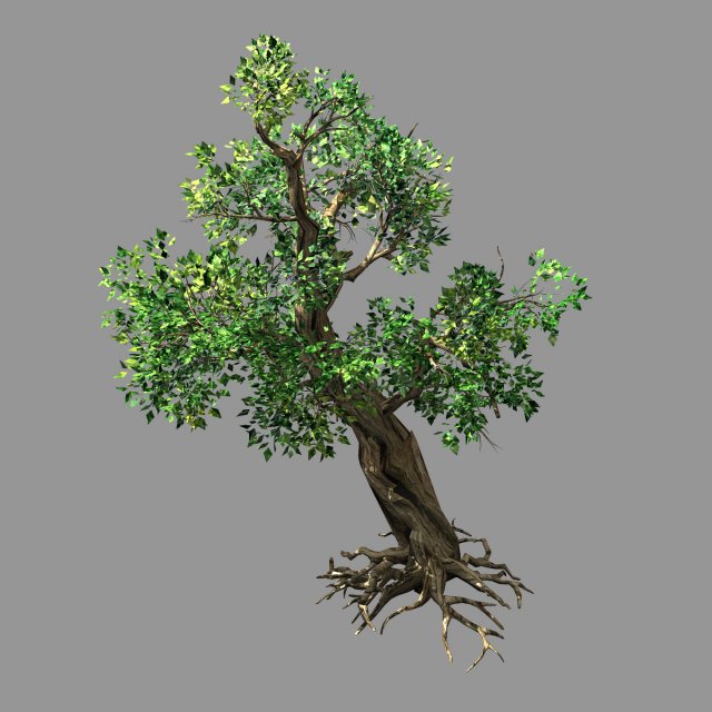 hundred forests-plants-acacia 02 3D Модель .c4d .max .obj .3ds .fbx .stl .blend 