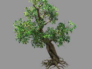 hundred forests-plants-acacia 02 3D Модель