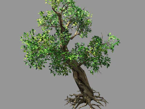 cento piante-foreste-acacia 02 Modello 3D