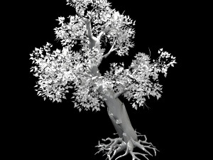 hundred forests-plants-acacia 02 3D Модель