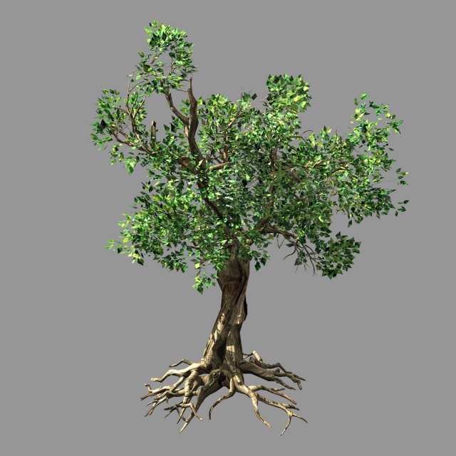 hundred forests-plants-acacia 03 Model 3D .c4d .max .obj .3ds .fbx .stl .blend 