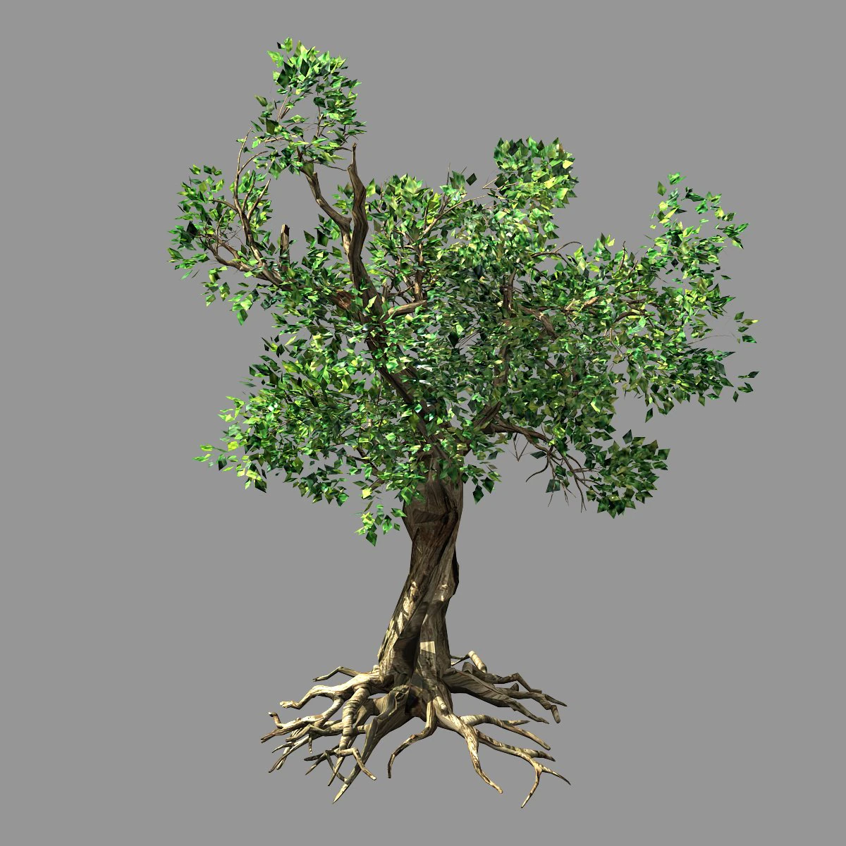 hundred forests-plants-acacia 03 3D Model .c4d .max .obj .3ds .fbx .stl .blend 