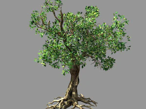 honderd bossen-planten-acacia 03 3D Model