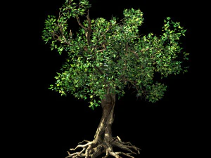hundred forests-plants-acacia 03 3D Model