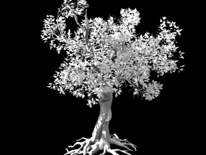 hundred forests-plants-acacia 03 3D Model