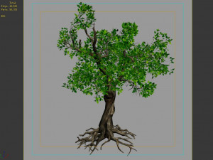 hundred forests-plants-acacia 03 Model 3D
