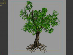 hundred forests-plants-acacia 03 3D Model