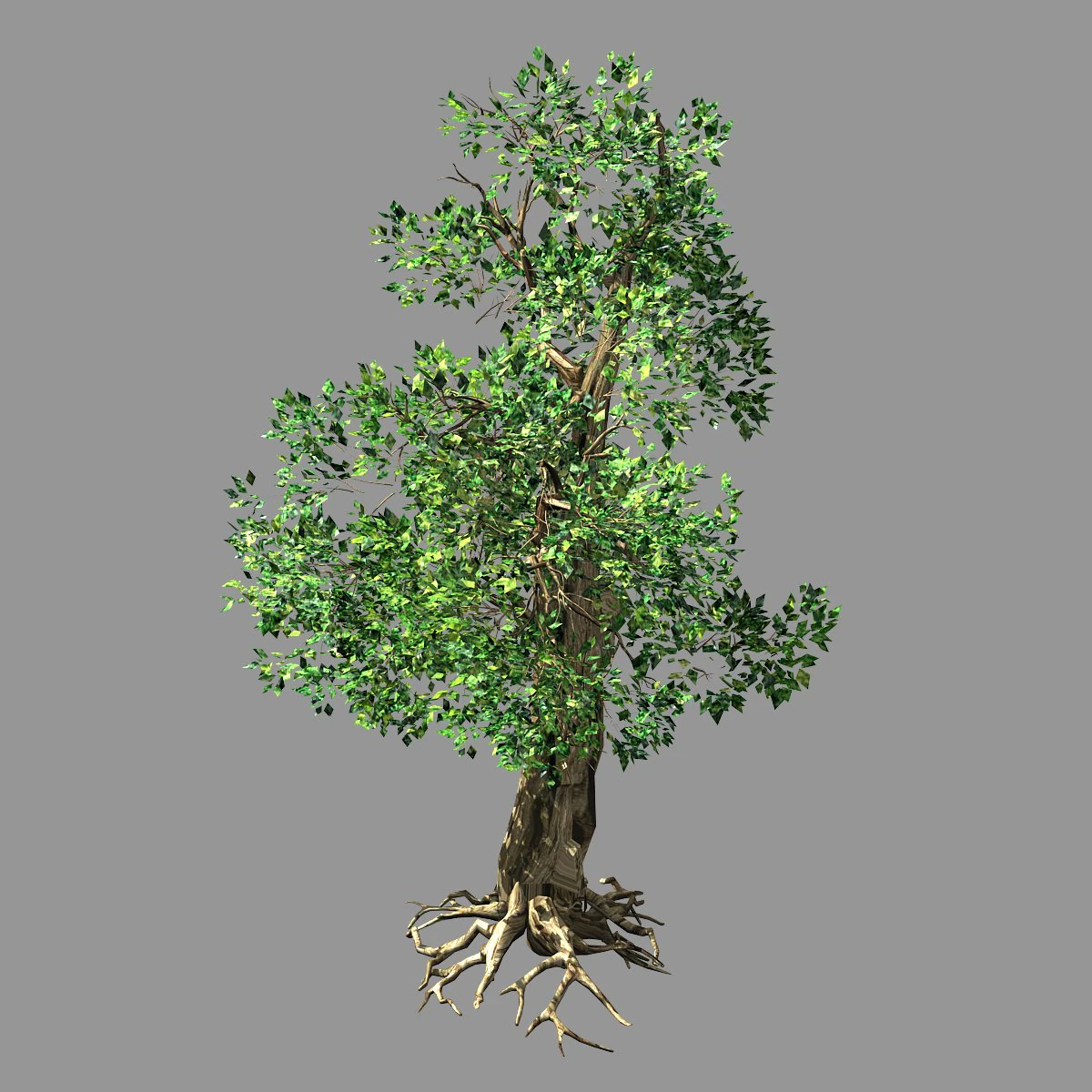hundred forests-plants-acacia 04 3D Model .c4d .max .obj .3ds .fbx .stl .blend 
