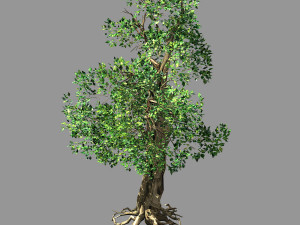 hundred forests-plants-acacia 04 3D Model
