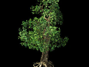 hundred forests-plants-acacia 04 3D Model