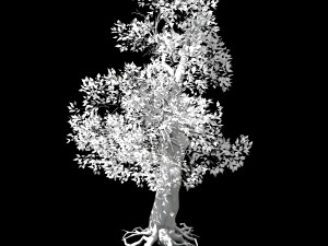 hundred forests-plants-acacia 04 3D 模型