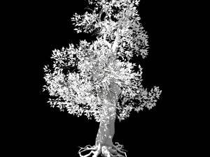 hundred forests-plants-acacia 04 3D Model