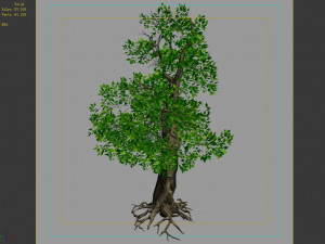 hundred forests-plants-acacia 04 3D 模型