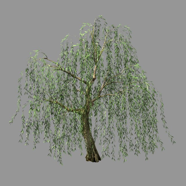 hundred forests-plants-willow 01 3D Model .c4d .max .obj .3ds .fbx .stl .blend 
