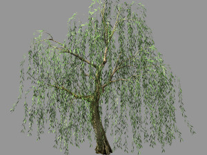 hundred forests-plants-willow 01 3D Model