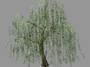 honderd bossen-planten-wilg 01 3D Model