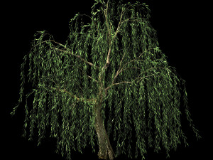 hundred forests-plants-willow 01 3D Model