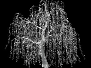 hundred forests-plants-willow 01 3D Model