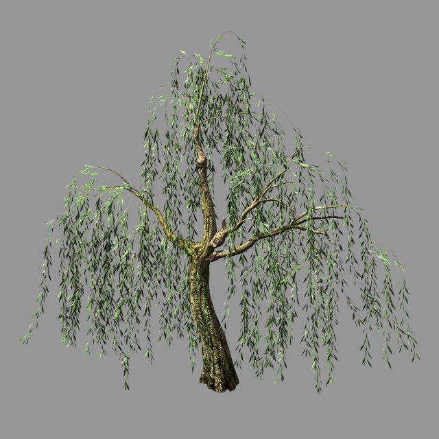 hundred forests-plants-willow 02 3D Model .c4d .max .obj .3ds .fbx .stl .blend 