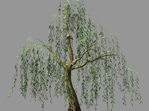 hundred forests-plants-willow 02 3D Model