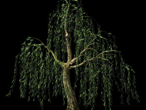 hundred forests-plants-willow 02 3D Model