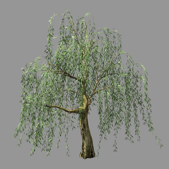 hundred forests-plants-willow 03 3D Model .c4d .max .obj .3ds .fbx .stl .blend 